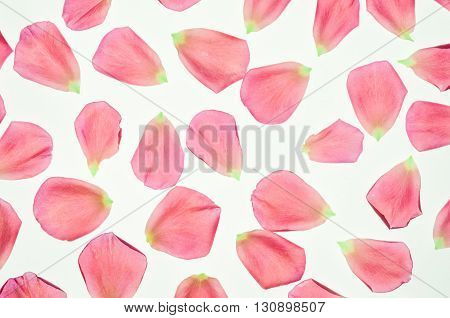 Rose's pink petals and leaf on white background