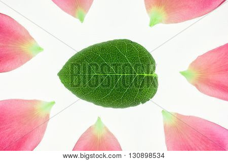 Rose's pink petals and leaf on white background