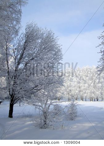 Белые деревья под небом голубым