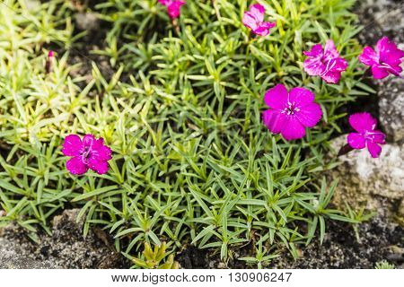 Dianthus Alpinus L..