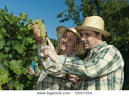 Vintners vuonna Ranskan olki tutkii rypäleet aikana vuosikerta.