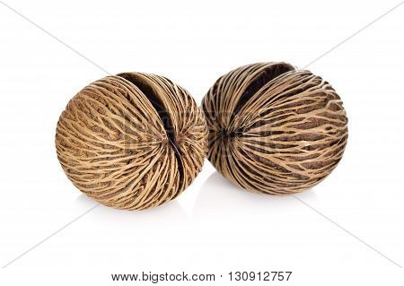 Suicide tree seed Pong pong seed or OthalangaCerbera oddloam's seed on white background