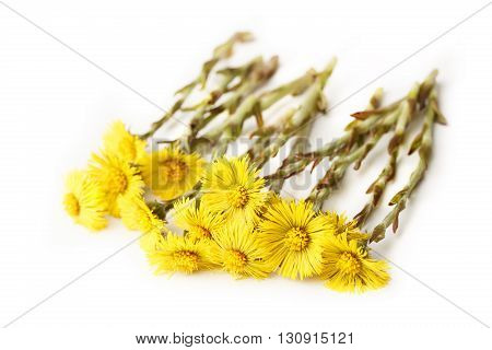 Fresh Spring Flowers Foalfoots
