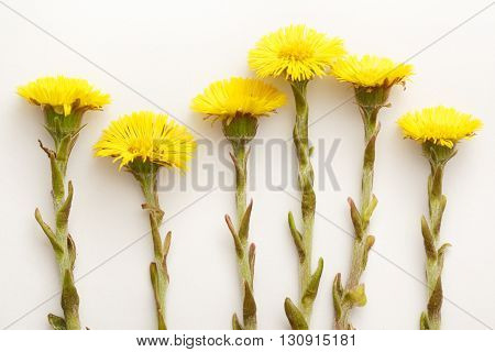 Fresh Spring Flowers Foalfoots