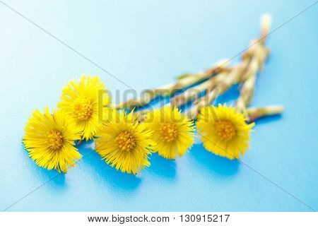 Fresh Spring Flowers Foalfoots