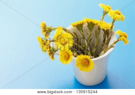 Fresh Spring Flowers Foalfoots