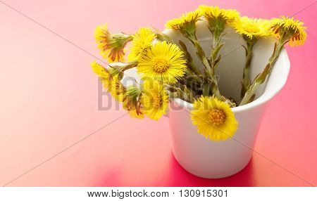 Fresh Spring Flowers Foalfoots