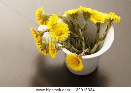 Fresh Spring Flowers Foalfoots