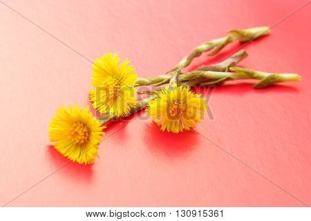 Fresh Spring Flowers Foalfoots