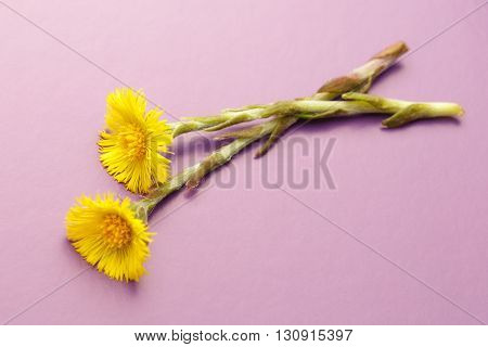 Fresh Spring Flowers Foalfoots