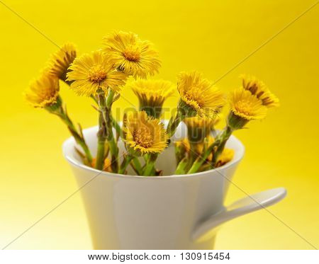 Fresh Spring Flowers Foalfoots