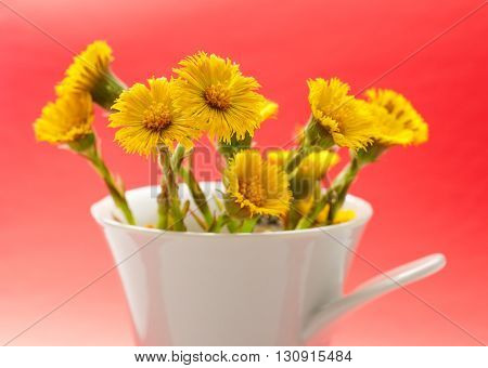 Fresh Spring Flowers Foalfoots