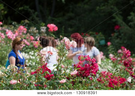 CRIMEA JALTA - JUNE 20 2015 - Visitors to the Rosary in the Nikitsky botanical garden. People are out of focus focus on the rose.