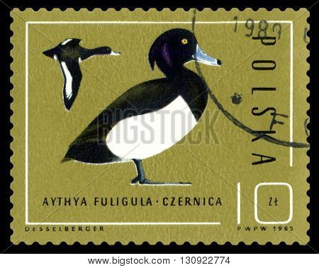 STAVROPOL RUSSIA - APRIL 30 2016: A Stamp sheet printed in Poland shows birds Aythya Fuligula Ducks circa 1985
