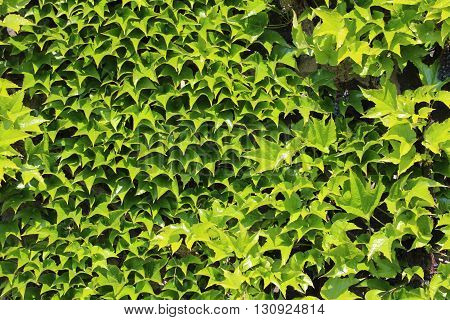 Green And Young Ivy On A Wall