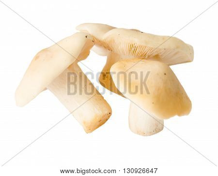 Mushroom in grass with leaf on cap.