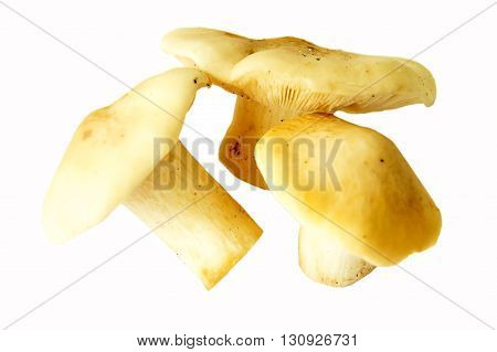Mushroom in grass with leaf on cap.
