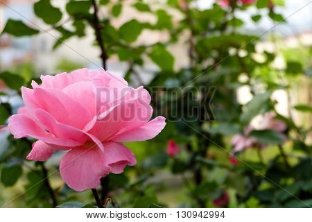 A Pink rose on a rose tree