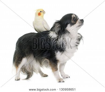 purebred chihuahua and cockatiel in front of white background