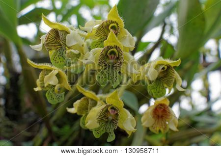 dendrobilim macrophyllum also known as pastor's orchid