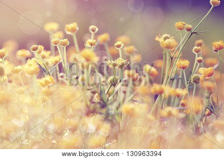 Abstract background with yellow wild flowers buttercups.