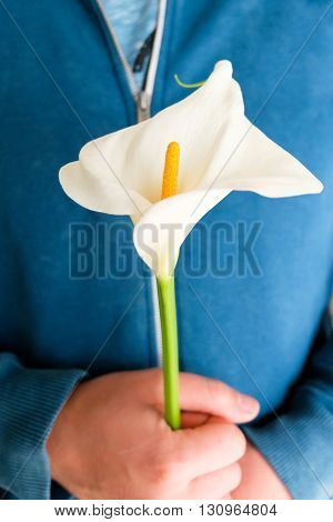 A White lilly held on hands of a man