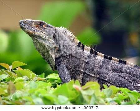 อีกัวนา