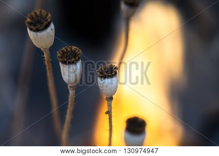 Dry poppy seed capsules in warm afternoon light on blue and yellow background