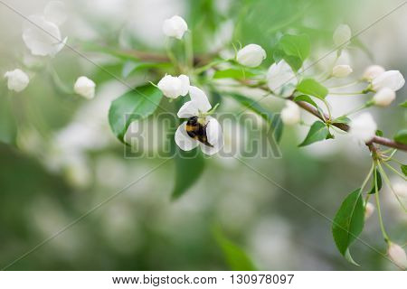 Bumblebee collecting pollen on flower, close up