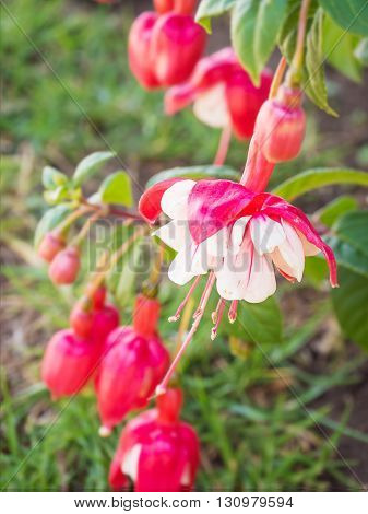 Beautiful Fuchsia red flowers in garden in Thailand