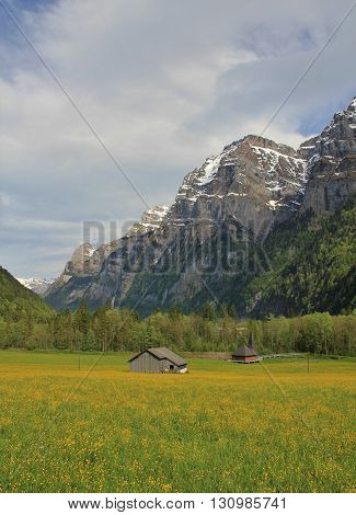 Yellow meadow full of wildflowers. High mountains. Rural spring scene in the Swiss Alps. Kloental valley.