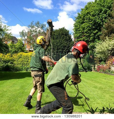 LONDON - MAY 23: Tree Surgeons control the felling of a tree in a residential garden on May 23, 2016 in Hampstead, London, UK.