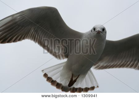 Racek
