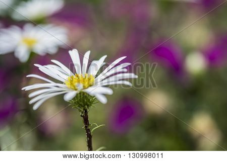 Celmisia Hookeri flower daisy like white flower with yellow centre. Shallow depth of field with soft blurred background of purple flowers
