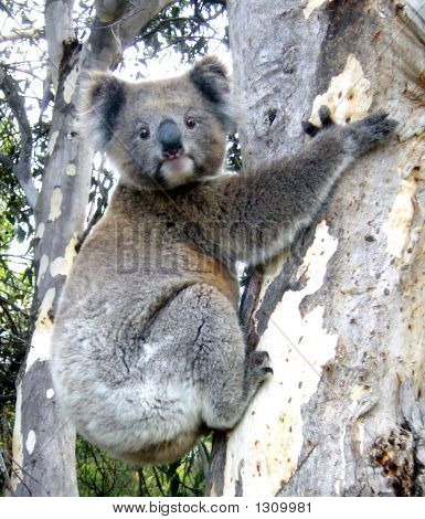 Cutekoala1