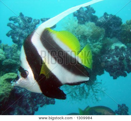 Bannerfish