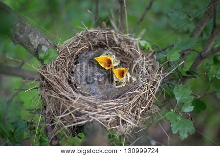 Life nest with chicks in the wild.
