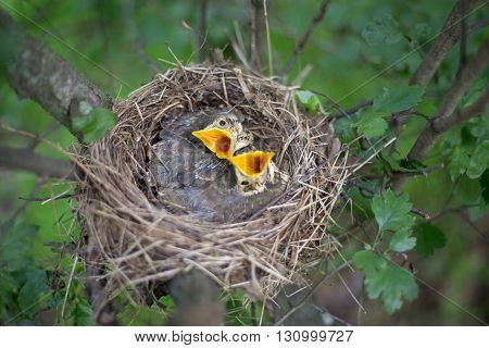 Life nest with chicks in the wild.