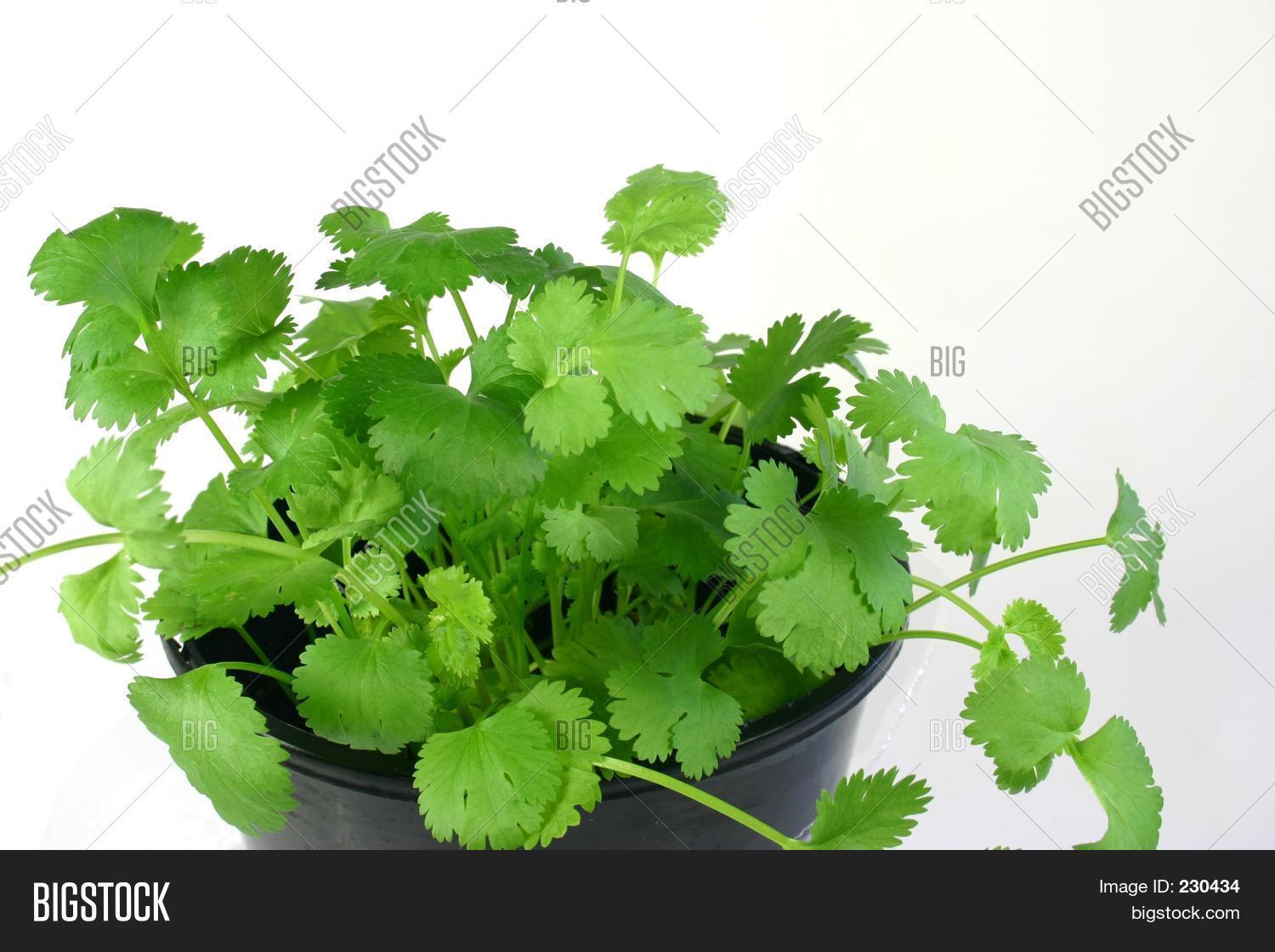Coriander Herb Image & Photo (Free Trial) Bigstock