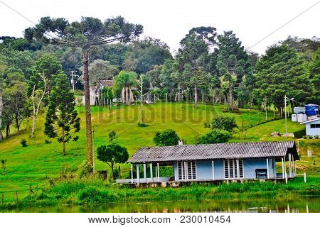 Country House In The Region Of Curitiba With The Traditional Pinheiro.