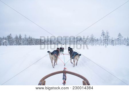 A Winter Activity In Rovaniemi, Finland - Husky Sledding/husky Safari.
