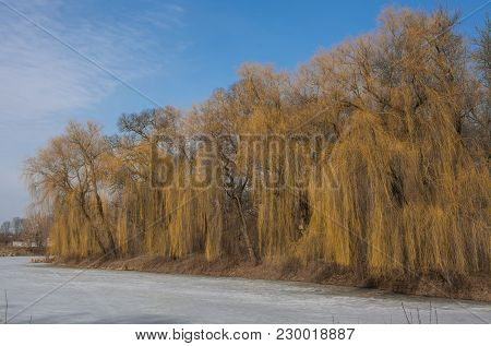 Winter Landscape Of Willows On A Frozen Lake. Blue Sky. Cold And Frosty Weather