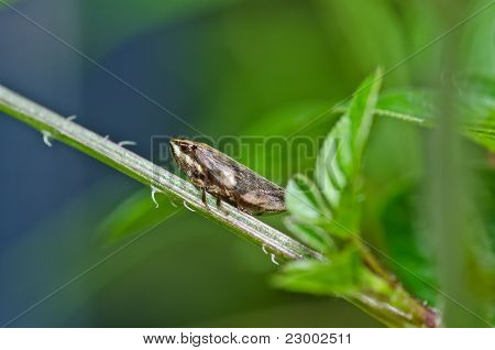 Insectos de pulgón en la naturaleza verde