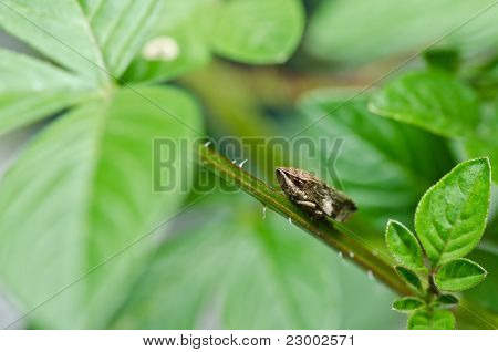 Insectos de pulgón en la naturaleza verde