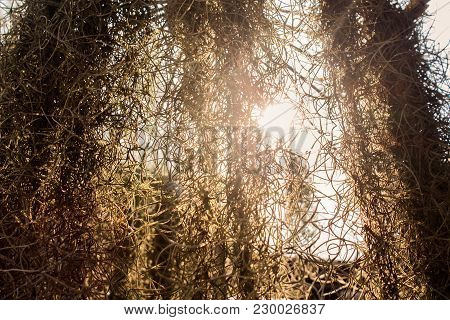 Tillandsia Usneoides L. Back Light Orchid In Surat Thani Thailand
