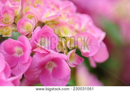 Blossom Of Pink With Yellow Green Center Hydrangeas On Natural Background. Close Up.