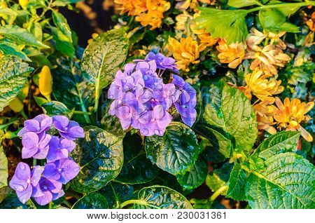 Blossom Of Blue Hydrangeas On Natural Background. Close Up.