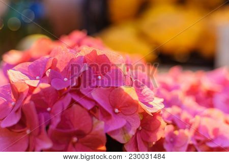 Blossom Of Pink Hydrangeas On Blurred Background. Evening Light
