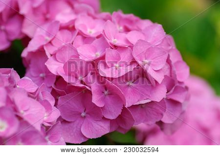 Blossom Of Pink With Yellow Green Center Hydrangeas On Natural Background. Close Up.