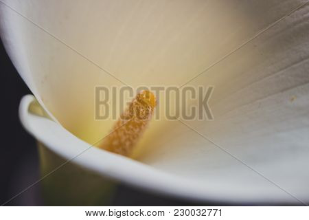 Calla. Calla Lilly Close-up. Macro Calla Flower.